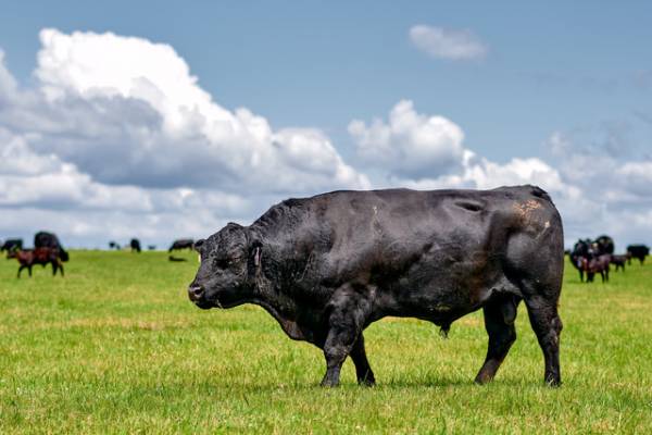 МИРАТОРГ информирует о проведении работ по химической обработке сельскохозяйственных культур