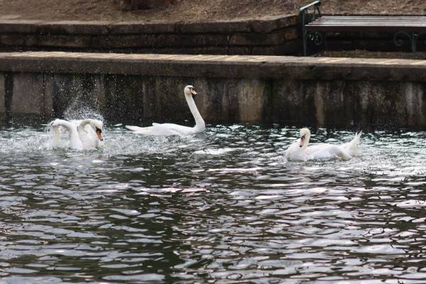 В Смоленске после зимовки вернулись лебеди