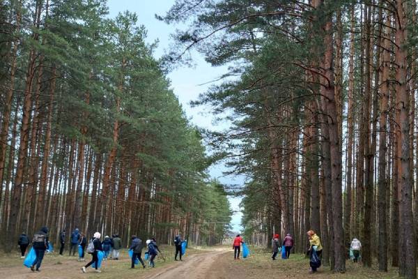 В Смоленске создали городское лесничество 