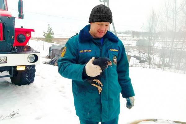 Сотрудники Смоленского МЧС предотвратили гибель кур в пожаре, успешно их спасли