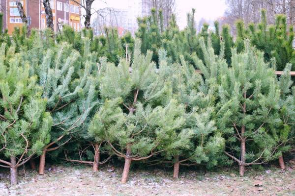 Новогодняя ярмарка в Рославле приглашает выбрать праздничную ель