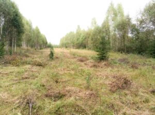 Губернатор Василий Анохин: «Высаживать больше леса, чем погибло…» Губернатор Василий Анохин: «Высаживать больше леса, чем погибло…»