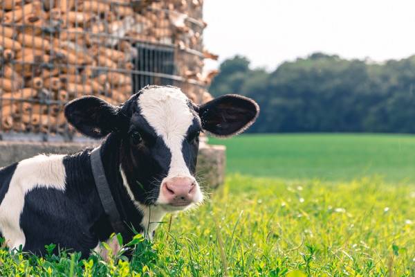 В Смоленской области пересматривается стратегия производства молочной продукции