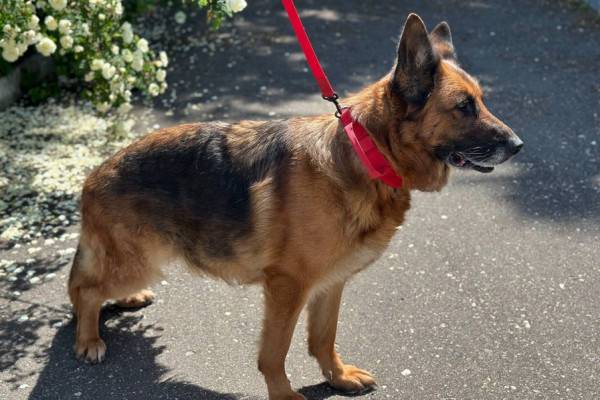 Ищем новый дом для служебных собак Веста и Вега Ищем новый дом для служебных собак Веста и Вега