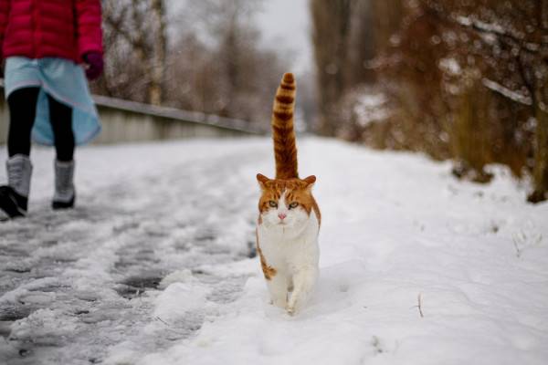 Завтра в Смоленской области температура воздуха приблизится к 0°C