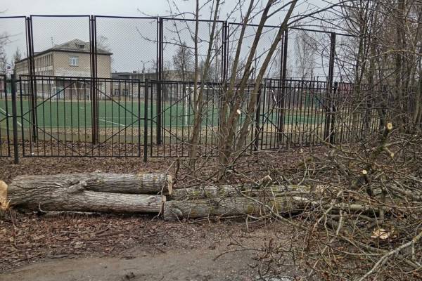 Ураган в Смоленске: поваленные деревья и режим повышенной готовности