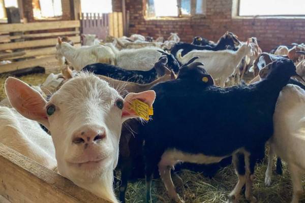 Поздравление фермеров от губернатора Смоленской области Поздравление фермеров от губернатора Смоленской области