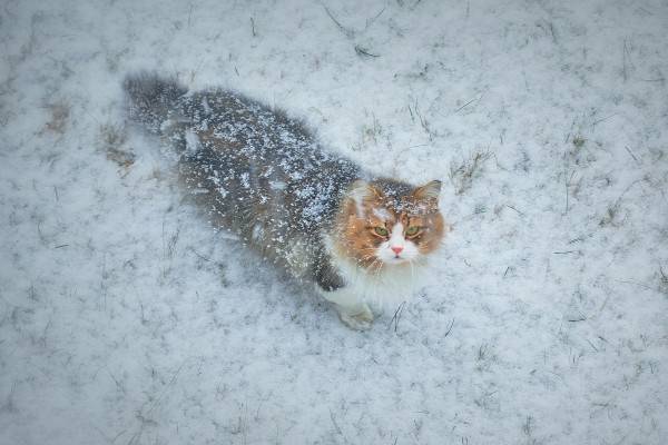 13 декабря в Смоленской области будет морозно и снежно