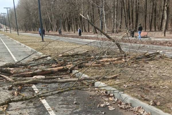 Сильный ветер в Смоленске вызвал падение деревьев и отключение электричества Сильный ветер в Смоленске вызвал падение деревьев и отключение электричества