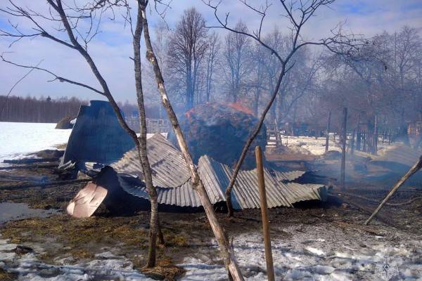 В Вяземском районе в результате пожара погибли 85 домашних животных