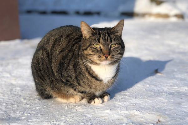 Смолянам рассказали о погоде 4 февраля