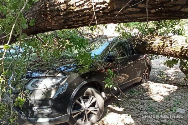 В Смоленске дерево рухнуло на припаркованные автомобили