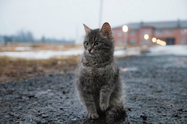 На 22 июня в Смоленской области прогнозируются небольшие дожди