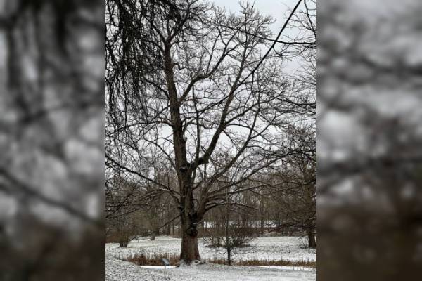 Смоленский ясень получил всероссийский статус памятника живой природы