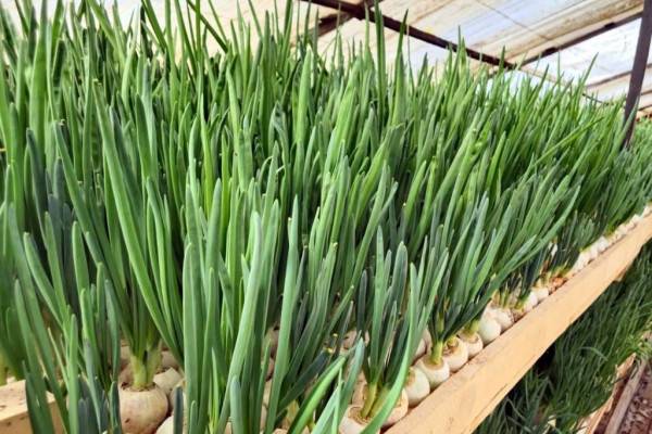 Выращивание лука в исправительном учреждении