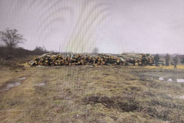 Незаконная вырубка деревьев в Смоленской области