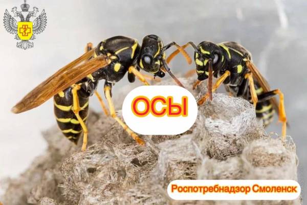 Как избежать встречи с осами? Что делать после укуса?