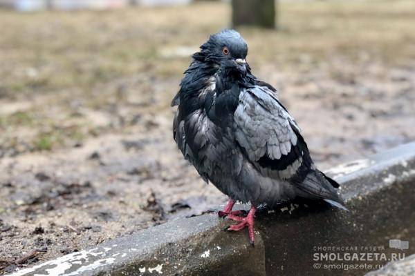 Неблагоприятная погода в Смоленской области 6 марта Неблагоприятная погода в Смоленской области 6 марта