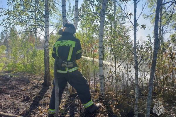 В Смоленской области за сутки ликвидировали три лесных пожара
