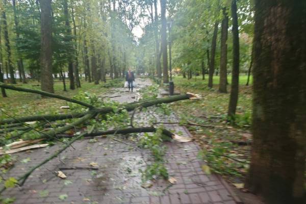 После непогоды в Смоленске подсчитывают упавшие деревья