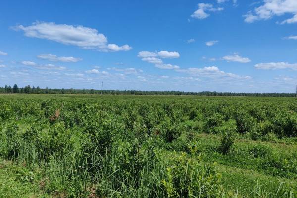 Развитие промышленной отрасли Смоленской области под руководством губернатора Василия Анохина