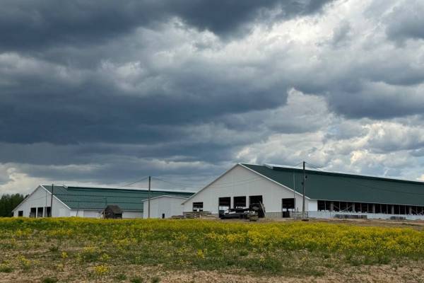 Запуск нового животноводческого комплекса в Смоленской области