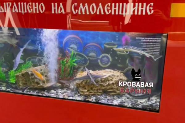 Смоленская область на ПМЭФ: Осетры и признание бизнеса