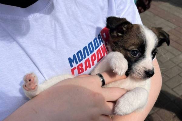 В Смоленской области продолжается сбор корма и медикаментов для беспризорных животных