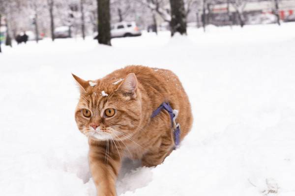 15 февраля на Смоленщине температура воздуха ночью местами опустится до -14°С