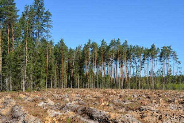 Раннее завершение лесопосадочных работ в Смоленской области Раннее завершение лесопосадочных работ в Смоленской области
