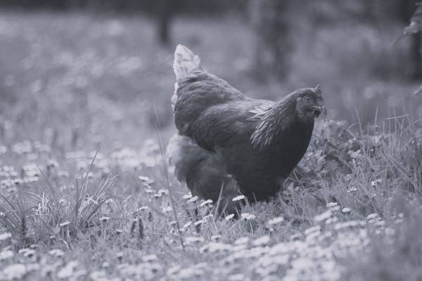 В Вяземском районе пожар унёс жизни 30 кур