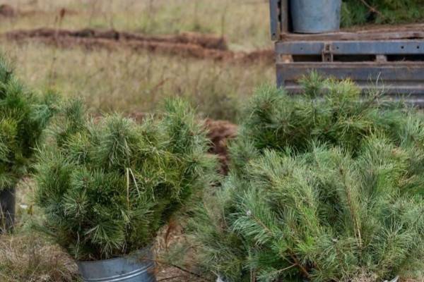 Высадка леса в Смоленском Поозерье в рамках проекта 