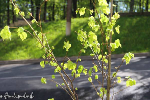 В Смоленске на улицах Октябрьской революции, Бакунина и Пржевальского появились липы