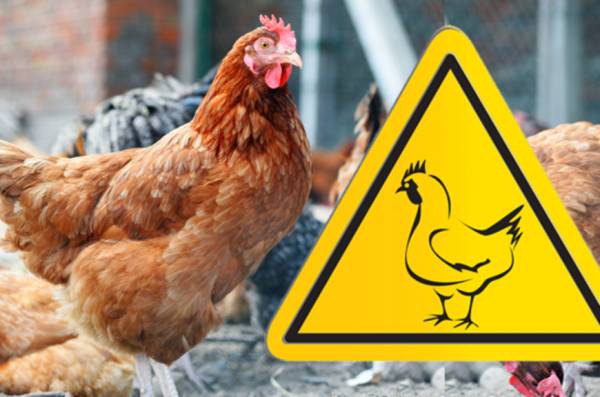 Профилактика птичьего гриппа: руководство для населения