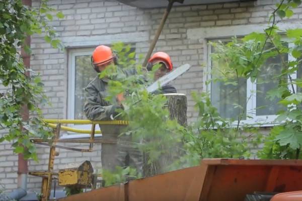 Смолянам рассказали об особенностях обрезки городских деревьев