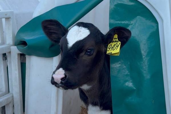 Успехи племенного хозяйства в Смоленской области