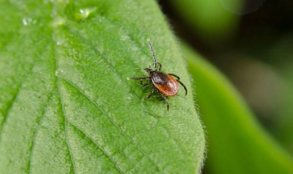 Опасность укусов клещей весной 2025 года