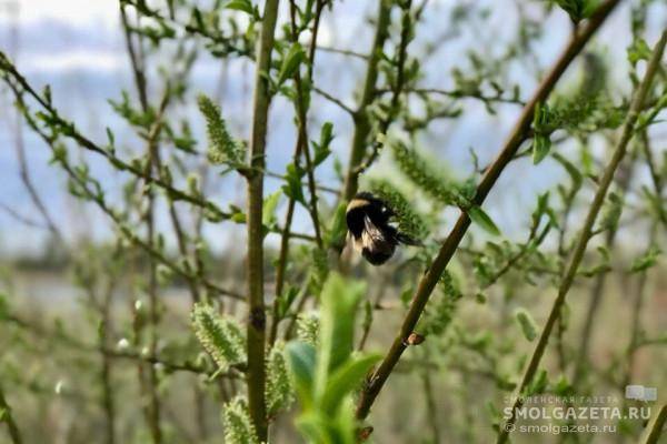 Переменная облачность и тепло в Смоленской области 19 апреля Переменная облачность и тепло в Смоленской области 19 апреля