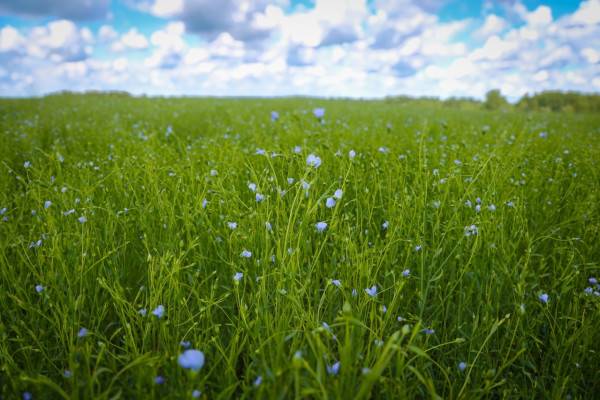 Экономические успехи Смоленской области Экономические успехи Смоленской области