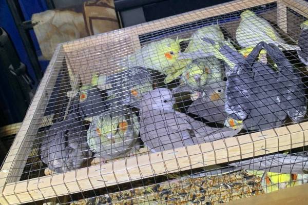 Смоленская таможня пресекла попытку незаконного вывоза из России розового какаду и краснохвостого жако 