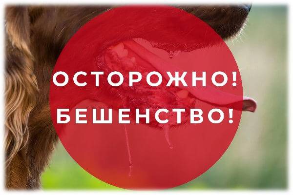 Осторожно: Бешенство! Осторожно: Бешенство!