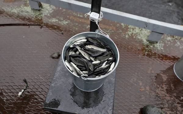 Смоленская АЭС выпустила более 41 тысяч мальков чёрного амура в Десногорское водохранилище