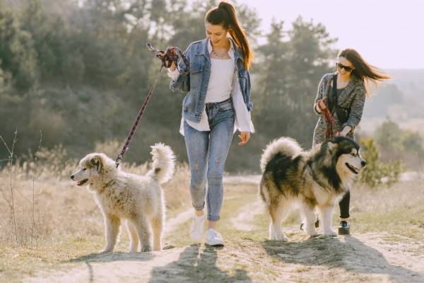 Правовые аспекты владения животными в России