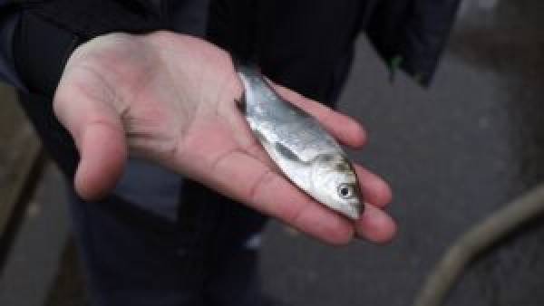 Смоленская АЭС пополнила водохранилище молодыми особями рыб-очистителей