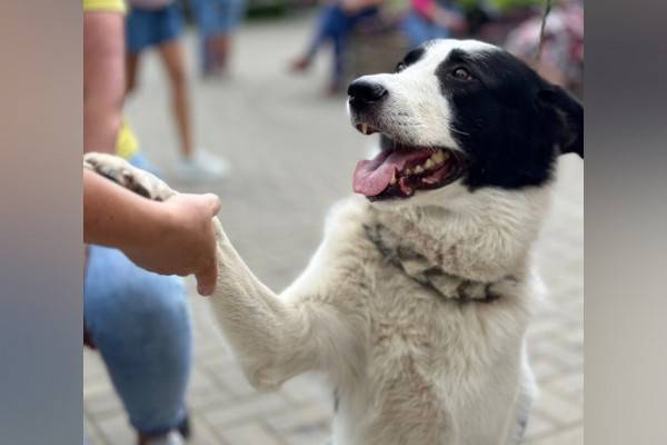 На выставке в Смоленске 10 собак обрели новый дом