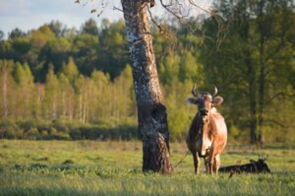 Правила утилизации биологических отходов для владельцев животных Правила утилизации биологических отходов для владельцев животных
