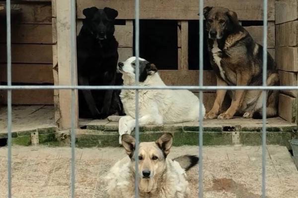 Обсуждение мер по решению проблемы бездомных собак в Смоленске Обсуждение мер по решению проблемы бездомных собак в Смоленске