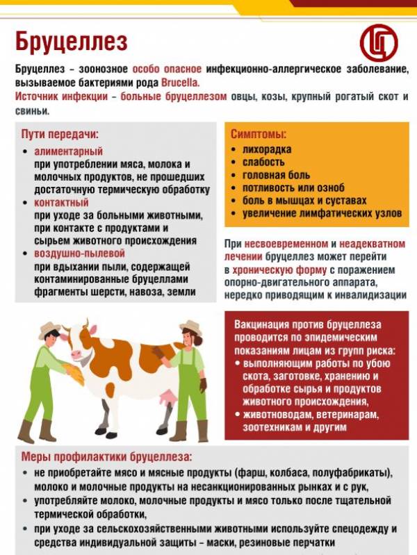 Осторожно: Бруцеллёз! Чем опасно заболевание и как защититься?