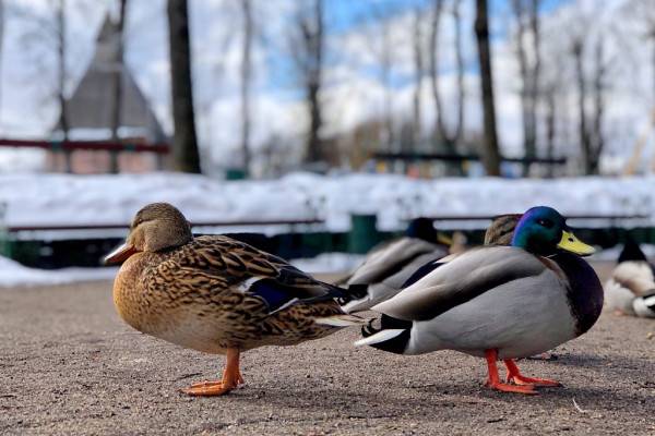 5 февраля в Смоленской области местами пройдут небольшие осадки