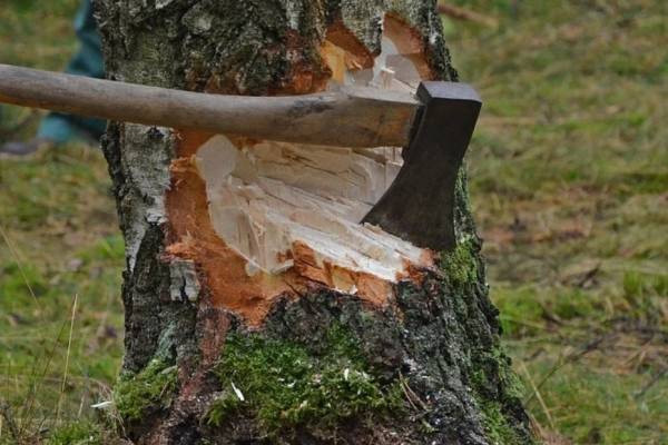 На Смоленщине количество случаев незаконной рубки деревьев уменьшилось на 25% 